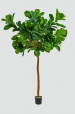 Ficus Lyrata 250cm